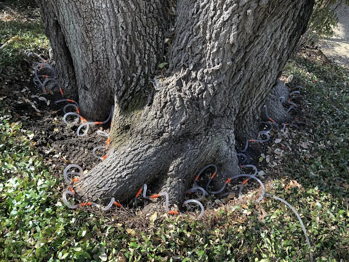 Detailed Shrub and Hedge Trimming job site in University Park