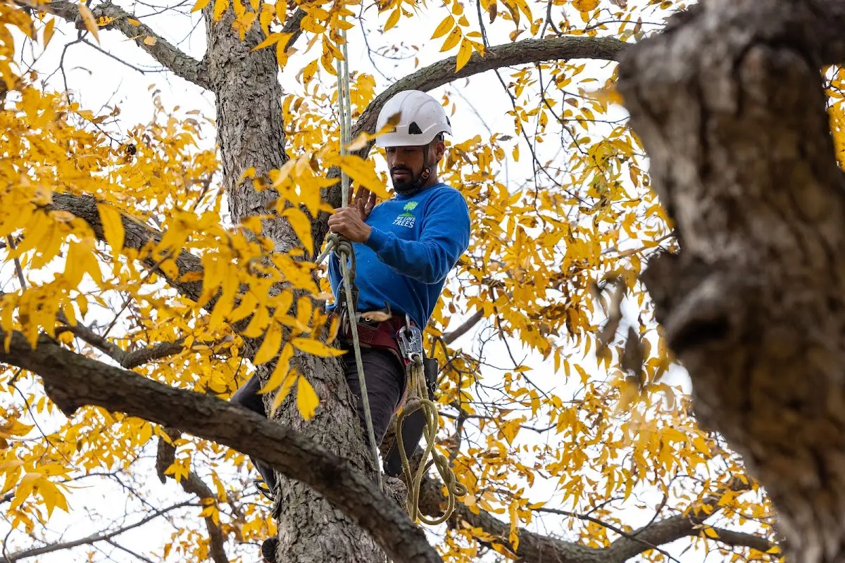Skilled Tree Planting crew working in University Park